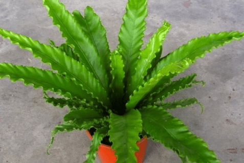 鸟巢蕨会开花吗?不要再傻等它开花了!
