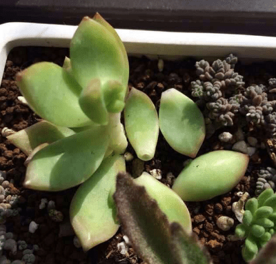 黄丽掉叶子怎么办？黄丽掉叶子的时候不能再做这些了哦！