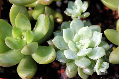 铭月和黄丽有区别吗?看完这些秒辨铭月和黄丽!