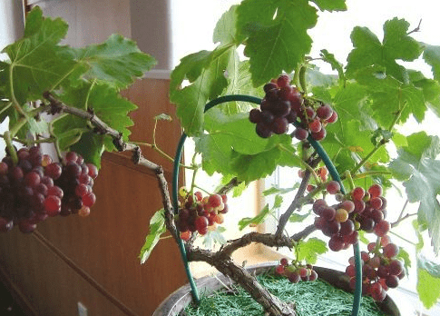 盆栽葡萄的种植方法！学会这些你的盆栽葡萄更高产！