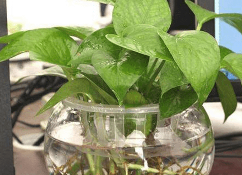水盆栽植物图片及名称！带你认识水盆栽植物！