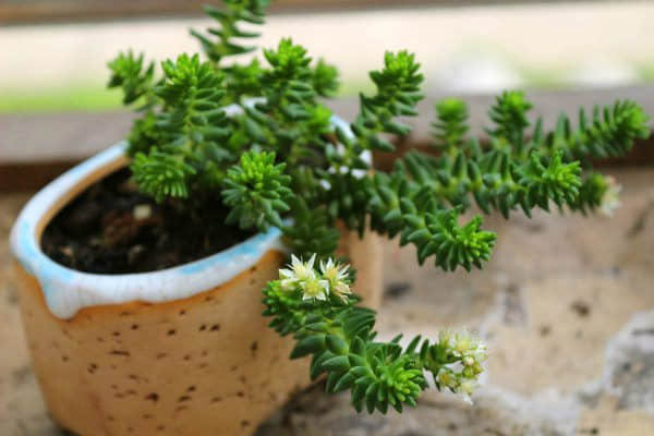 白花小松养殖方法!真的很简单，赶快学起来!