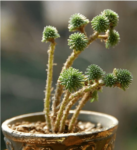 你知道球松开花后该怎么办吗?球松开花后会不会死?球松开花处理方法介绍！