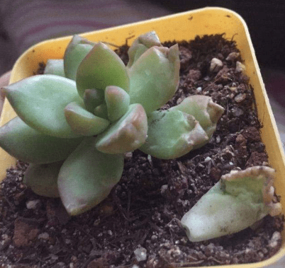 黄丽掉叶子怎么办？黄丽掉叶子的时候不能再做这些了哦！