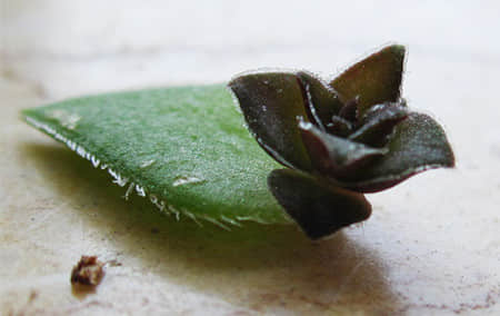 你真的会养茜之塔吗?正确的养殖方法了解一下吗