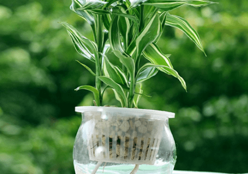 水盆栽植物图片及名称！带你认识水盆栽植物！