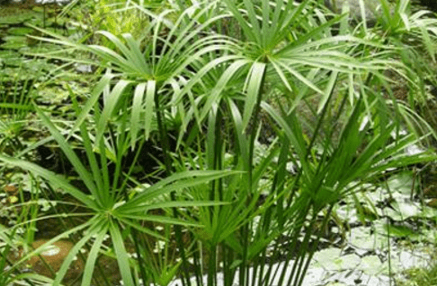 观音竹开花吗?适合在卧室养吗?