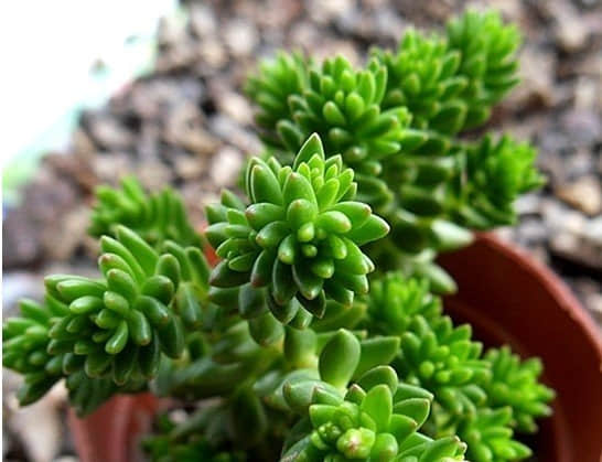 白花小松的繁殖方法!学会这招让你白花小松爆盆!