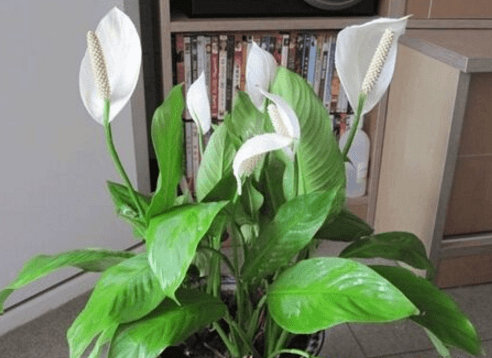 一帆风顺的花变绿是什么原因?为啥你养的植株不会开花?