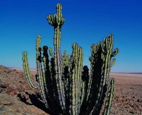 仙人柱的种类有哪些?一分钟了解仙人柱种类介绍，秒变园艺老司机!