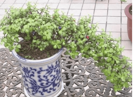 马齿苋树有毒吗?结果出乎意料!