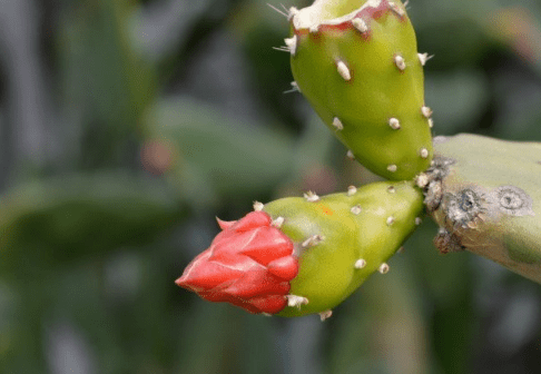 ​梨果仙人掌多久开花？你见过梨果仙人掌开花吗？
