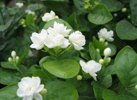 非洲茉莉需要多久浇一次水?浇水要注意哪些呢?
