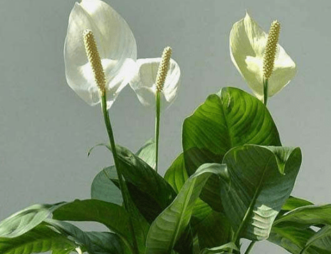 一帆风顺的花变绿是什么原因?为啥你养的植株不会开花?