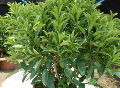 非洲茉莉怎么换土?换盆要注意哪些?