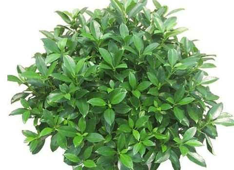 非洲茉莉怎么换土?换盆要注意哪些?