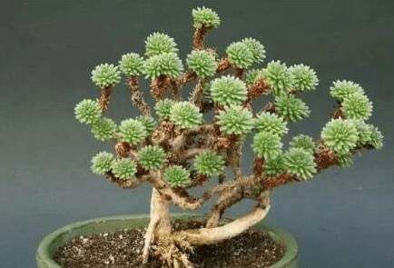 你见过球松开花吗?球松开花后会怎么样?