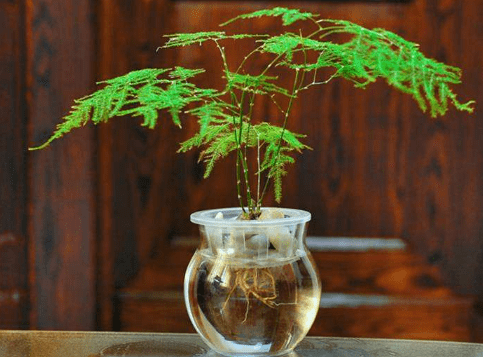 水盆栽植物图片及名称！带你认识水盆栽植物！