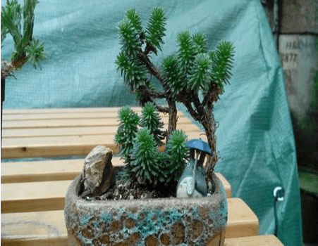 怎么做出好看的球松盆景?让家中的球松更有价值！