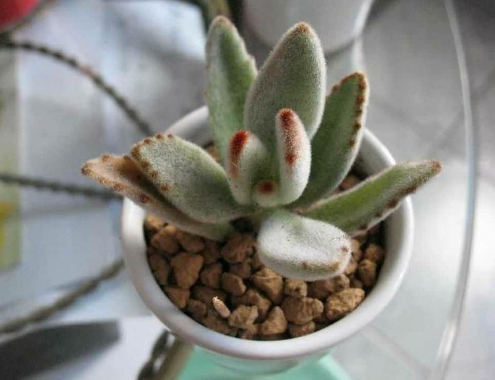 月兔耳的养殖方法 看好这几点帮你轻松养好月兔耳！