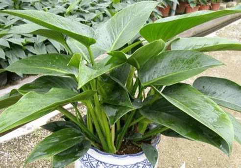 金钻花的花语是什么?金钻叶片发黄要怎么处理?