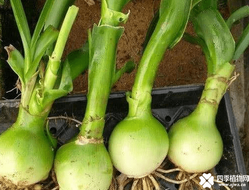 虎眼万年青多少钱一个 什么功效让它这么贵?