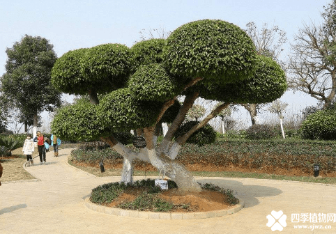 小叶榕盆景怎么养！这样养让你的小叶榕盆景更美观！