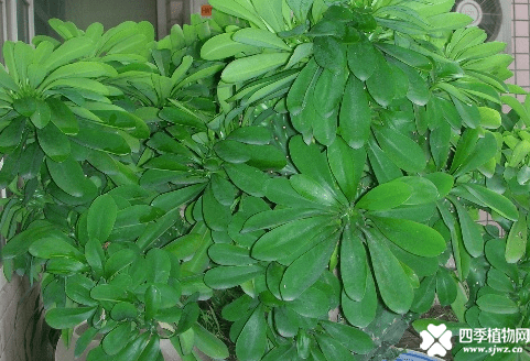 麒麟掌的价格！这些价格你都知道吗？