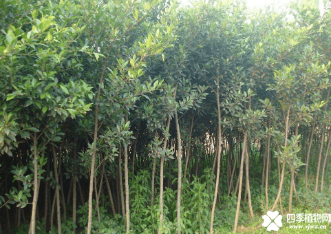 小叶榕盆景怎么养！这样养让你的小叶榕盆景更美观！