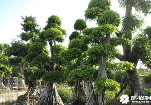 小叶榕盆景怎么养！这样养让你的小叶榕盆景更美观！