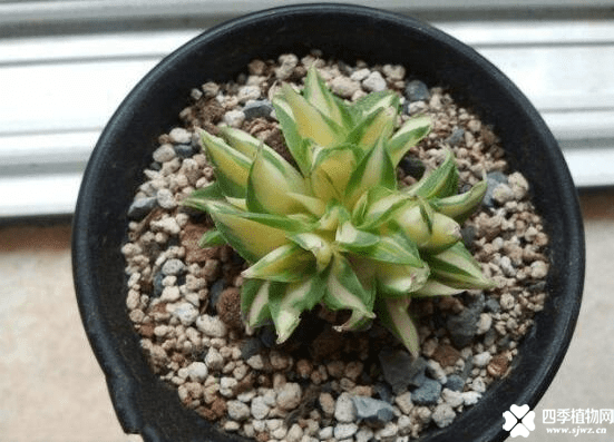 王妃雷神如何分侧芽?王妃雷神分侧芽教学介绍!