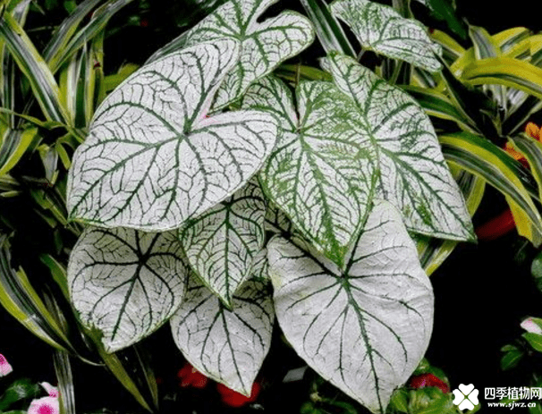 花叶芋有毒吗？养花叶芋之前你必须先知道这些！