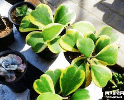 心叶球兰有毒吗？养殖心叶球兰必须首先了解这些！