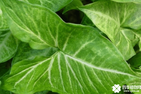 合果芋有毒吗？合果芋会对我们有什么影响吗？