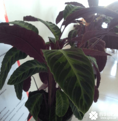 天鹅绒竹芋叶子耷拉的原因有哪些？天鹅绒竹芋叶子耷拉怎么办？