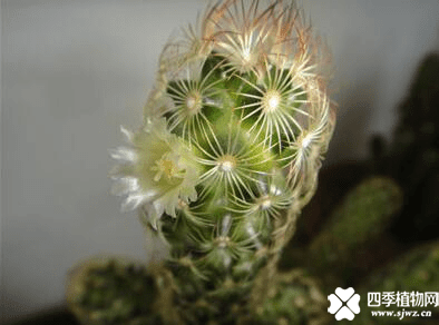 你看过金手指仙人掌开花吗？金手指仙人掌开花介绍!
