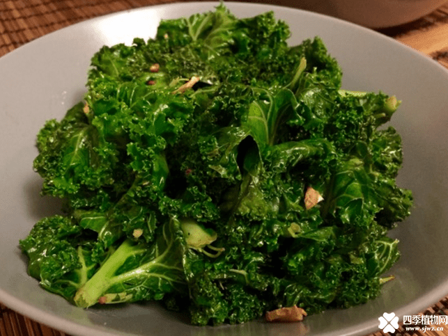 羽衣甘蓝怎么吃？羽衣甘蓝食用方法介绍！