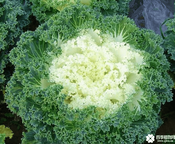 羽衣甘蓝多少钱一斤？羽衣甘蓝好吃价格也不贵哦！