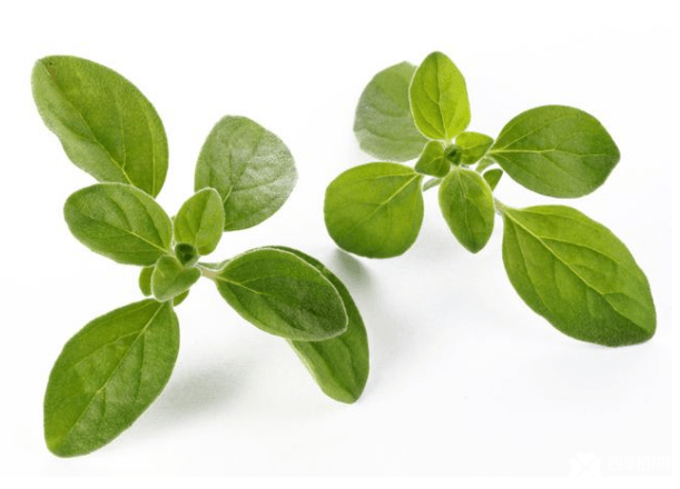 牛至种子怎么种？牛至种子种植方法介绍！