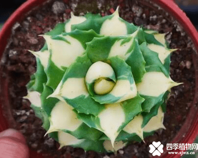 王妃雷神可以长多大?一起来感受王妃雷神形体之美吧！