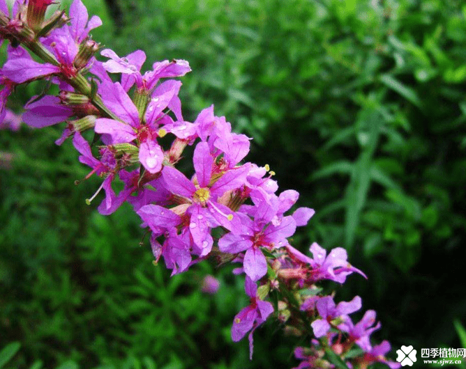 千屈菜属于什么植物？千屈菜和薰衣草有什么区别呢？