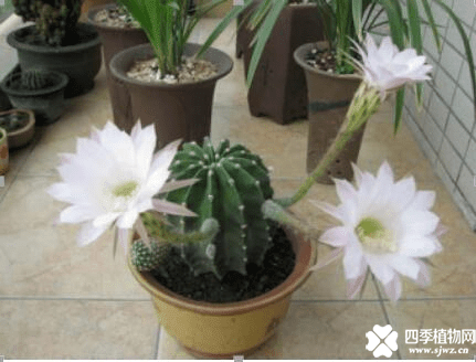 仙人掌花语是什么？这样的花语让人神往！
