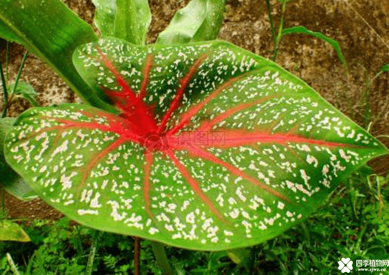 花叶芋有毒吗？养花叶芋之前你必须先知道这些！