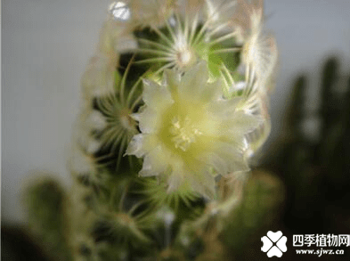 你看过金手指仙人掌开花吗？金手指仙人掌开花介绍!