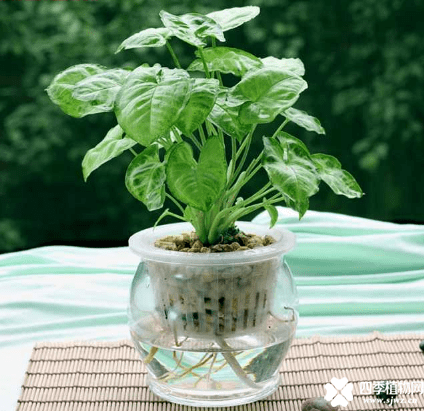 合果芋可以水培吗？合果芋水培方法介绍！