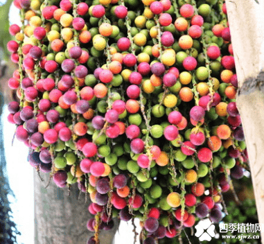 鱼尾葵果实能吃吗？不是好看的果实都是可以吃的哦！