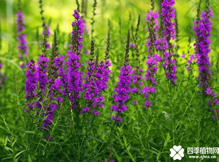 千屈菜属于什么植物？千屈菜和薰衣草有什么区别呢？