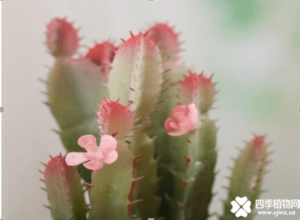 仙人掌花语是什么？这样的花语让人神往！