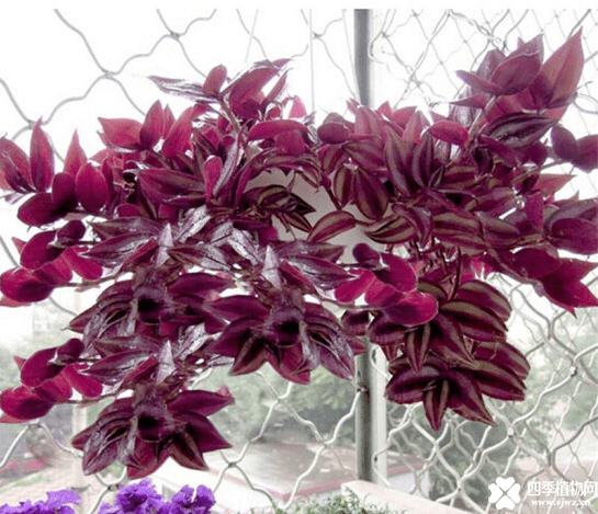 吊竹梅怎样插扦爆盆？就这样做吊竹梅很快就可以爆盆！