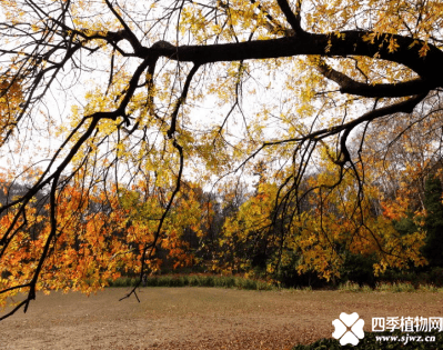黄连木的功效与作用有哪些？黄连木的功效与作用介绍！